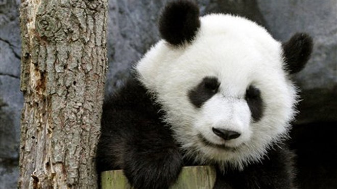 China Pandas Return